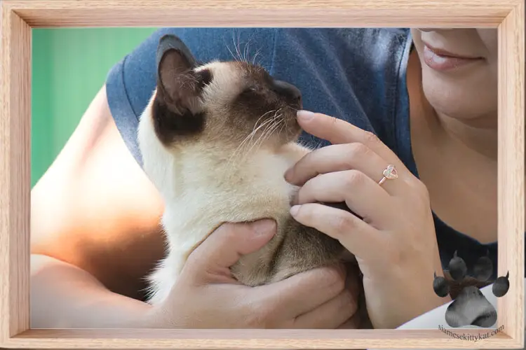 Seal point Siamese cat allowing his owner to carry and pet him- a sign that the Siamese cat trusts his owner...