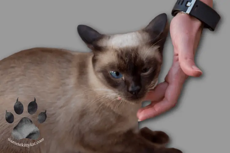 Photo of a Siamese cat being pet under the chin. Image by Katerina Gasset, experienced Siamese cat breeder and owner of two Siamese cats- a blue point and a seal point Siamese...