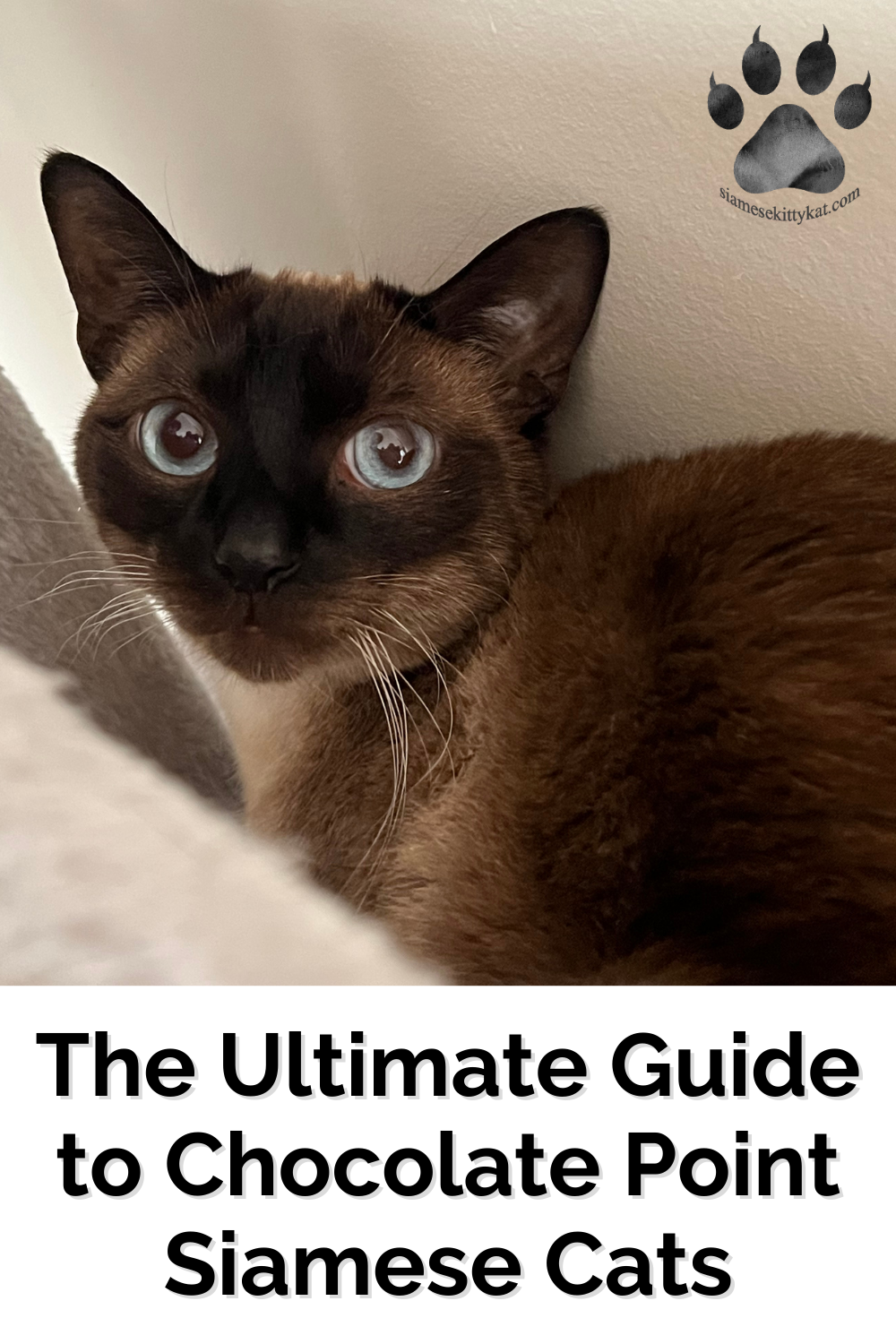 Chocolate Point Siamese Cat Guide: Care & Traits