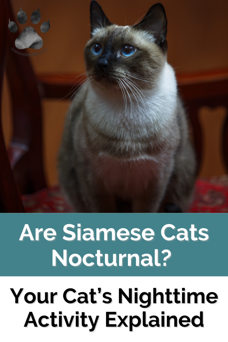 Photo inspiration: Fresh Look at Siamese Cats Nocturnal Habits Nighttime Activity Explained