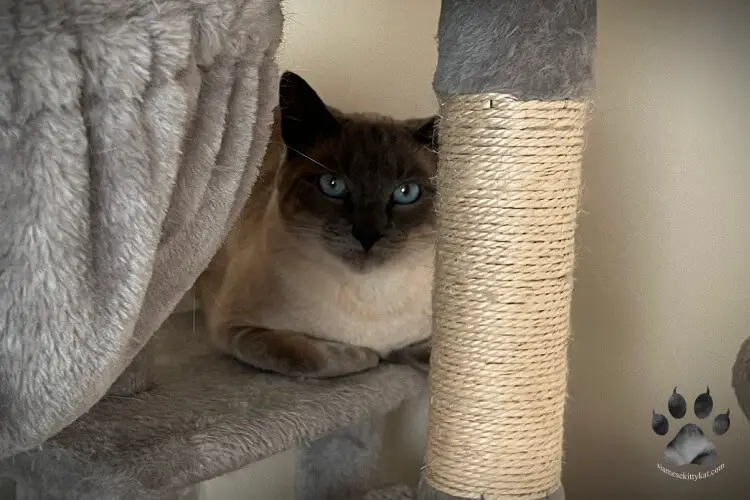 Photo of Batman, blue point Siamese cat of Katerina Gasset, sitting beside a scratching post on a cat tree...