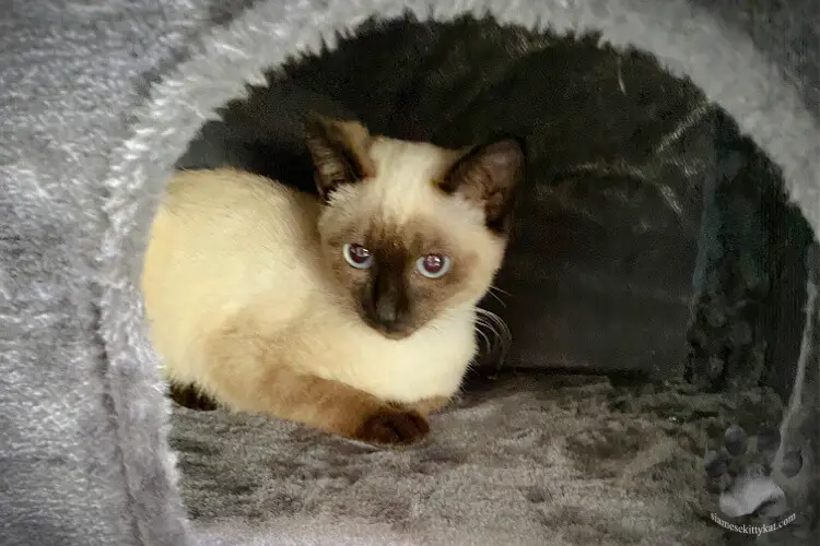 This is Robyn, seal point Siamese cat owned by Katerina Gasset. Robyn is sitting on a cat tree alone...