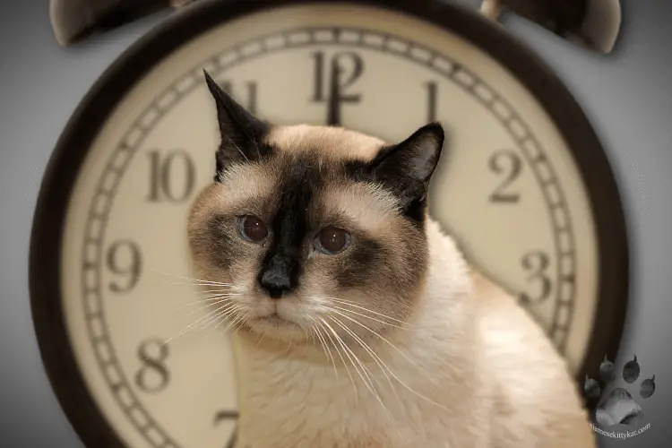 A Siamese cat waiting for the time to pass alone...