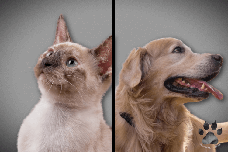 Photo showing a Siamese cat and a dog being compared...