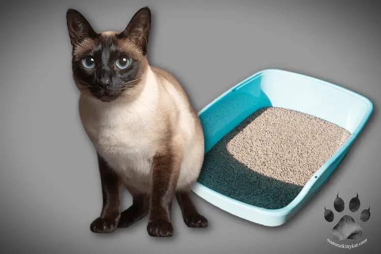 Photo of Robyn, seal point Siamese cat using the litter box. Image by Katerina Gasset of the Gasset Group Real Estate Team, owner and author of the Siamese cat website...