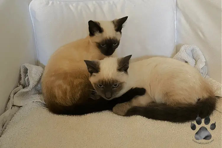 A photo of Batman and Robyn, sibling Siamese cats owned by Katerina Gasset.