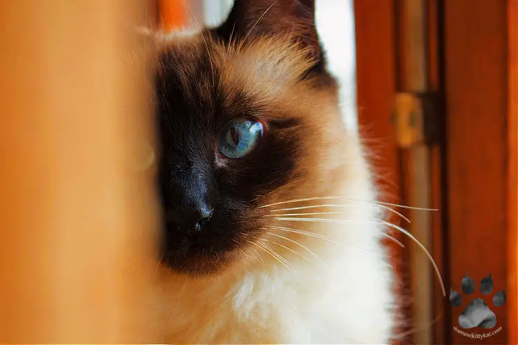 Photo of a Siamese cat with half of the face covered looking intently at the camera...