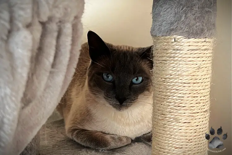 This is our Siamese cats' cat tree that comes with a scratching post - their favorite hangout place.