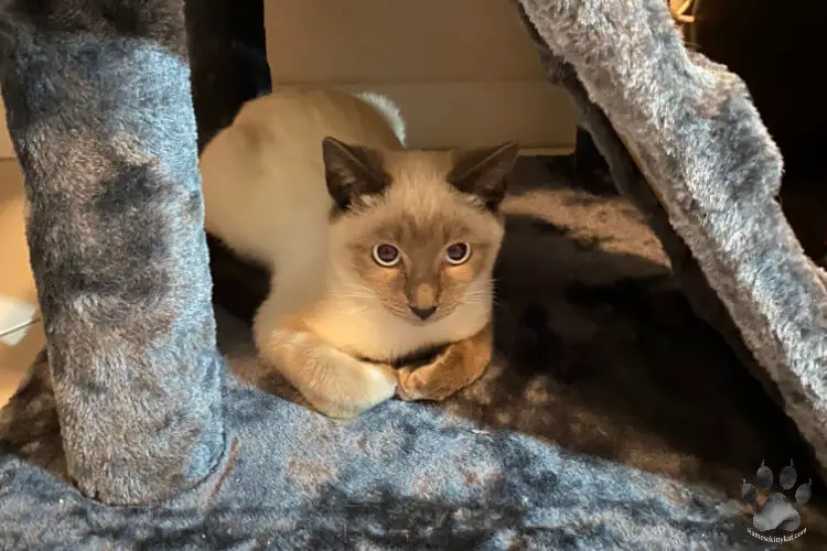 Photo of a Siamese cat hiding in a cat tree. Image by Katerina Gasset, owner of a blue point and seal point Siamese cat...