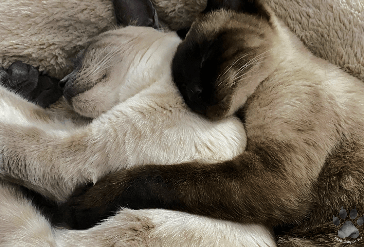 Two Siamese Cats hugging while sleeping...