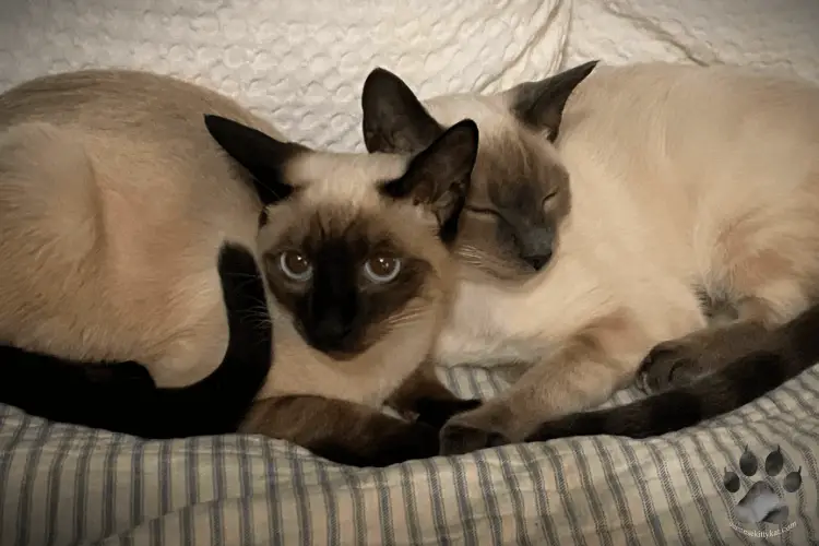 Batman (blue point Siamese cat) and Robyn (seal point Siamese cat) bonding with each other. This is a photo taken by Katerina Gasset, their owner, and author of the SiameseKittykat.com website...