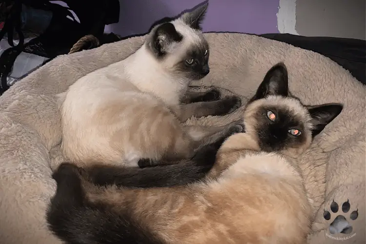 Here is a photo of Batman and Robyn, our two siamese cats, who love each other and your cats can too! 