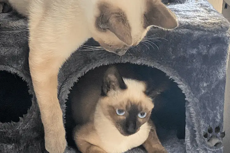 Two Siamese cats playing on a cat tree. Photo captured by Katerina Gasset, author of the Siamese cat website...