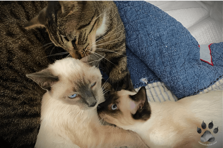 Photo of Siamese cats and a tabby bonding with each other... Image by Katerina Gasset, experienced Siamese cat breeder and owner of two Siamese Cats...