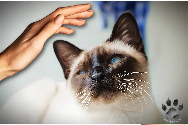 Photo of a human hovering her hands on top of a seal point Siamese cat, one of the gestures that usually trigger a Siamese cat to scratch you...