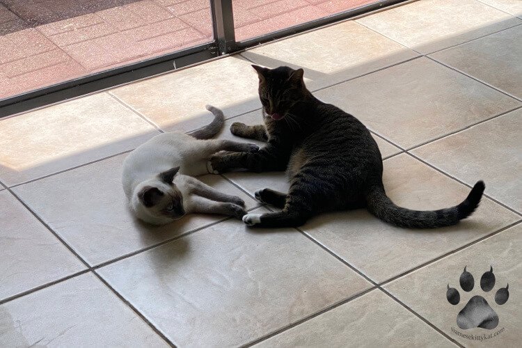 Photo of a Siamese cat and American Shorthair that seem to be communicating to each other. Image by Katerina Gasset, their owner- Siamese cat breeder and author of the Siamese cat website...