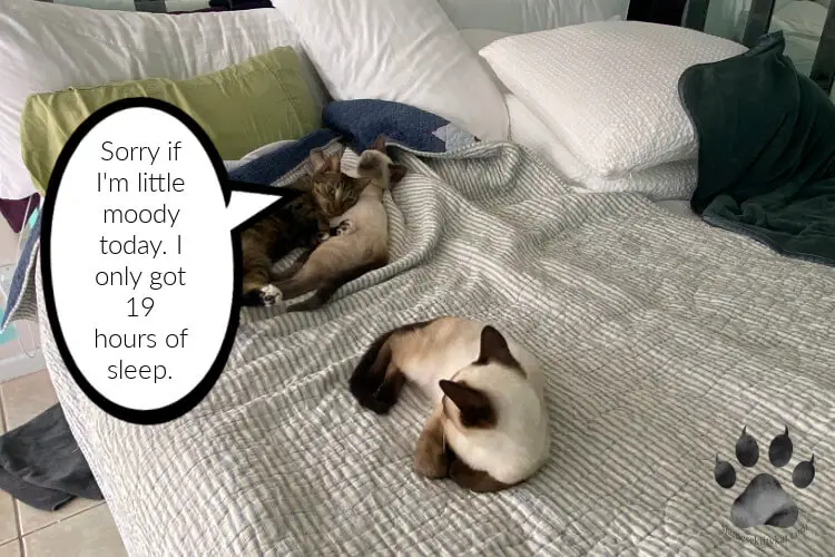 Siamese cats of Katerina Gasset and an American Shorthair lying down the bed and looking at each other...