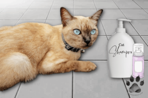 Flea Control For Siamese Cats In High Rise Apartments Reference: Effective Flea Treatment For Siamese Cats A Complete Guide