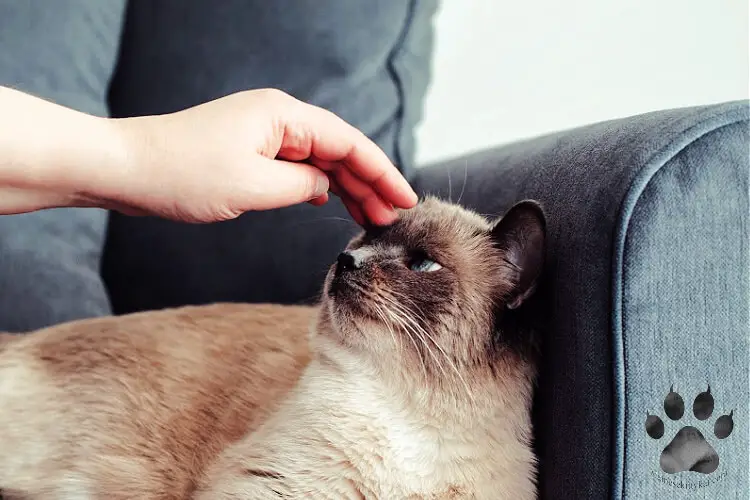 How to Properly Pet a Cat