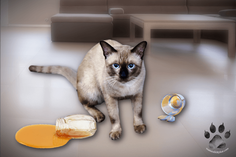 Siamese cat looking at owner with shatterred glass and beverage spill all over the floor...