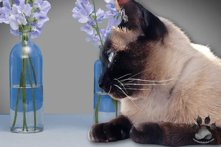 Siamese cat looking at a vase planning to knock it over...