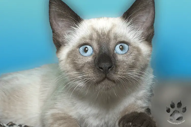 Siamese Kitten with blue eyes. Image by Katerina Gasset, owner and author of the Siamese Kitty Kat website...