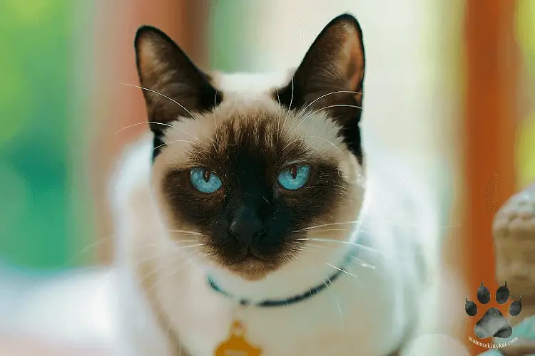 Photo of a Siamese cat looking intently at the camera. Image by Katerina Gasset, Siamese cat owner and author of the Siamese Kittens and Cats website...