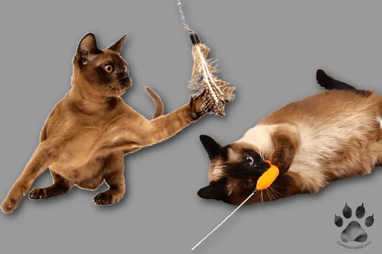 A photo comparing how Siamese and Burmese cats play with a toy prey...