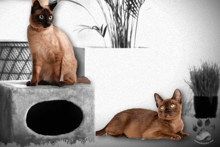 A Siamese cat and Burmese cat- The Siamese cat has a cream colored fur with color points while the Burmese cat has a dark brown colored fur, matching the color of his paws and tail...