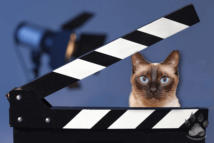 A photo of a Siamese cat in a film set