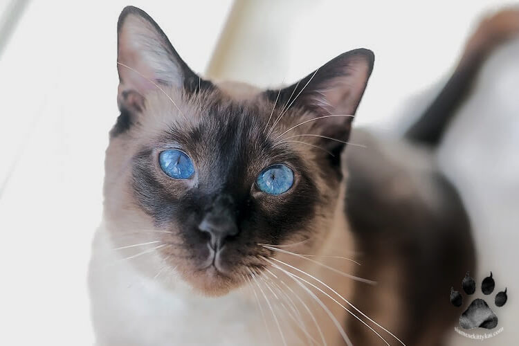 Siamese cat with blue eyes staring intently at the camera...