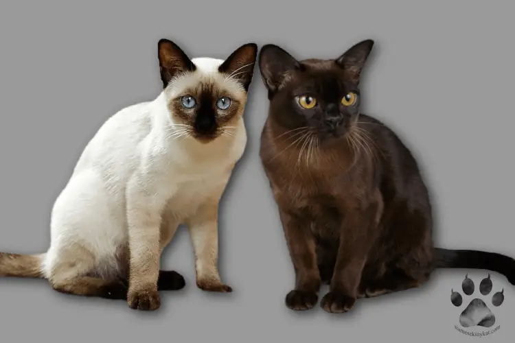 Photo showing a Siamese cat and Burmese cat standing beside each other. You can easily see the difference in the color of their fur and eyes...