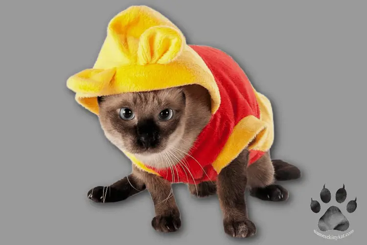 Seal point Siamese cat wearing clothes with a hoodie...