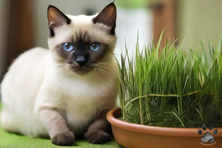 Photo of a Siamese cat with his own pot of cat grass...