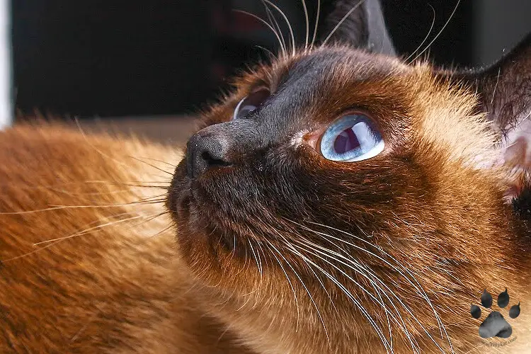 Photo showing a chocolate point Siamese cat with its blue eyes staring intently at somethng. Image by Katerina Gasset, owner and author of the SiameseKittyKat.com website...