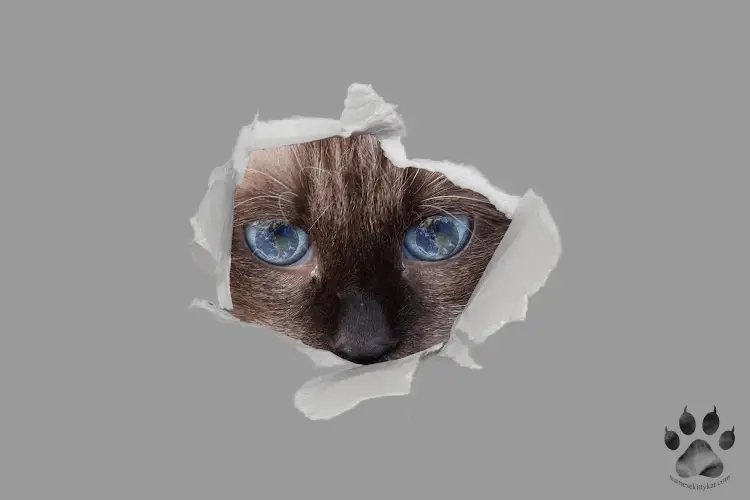 Photo of a hole in wall showing the eyes of a Siamese cat...