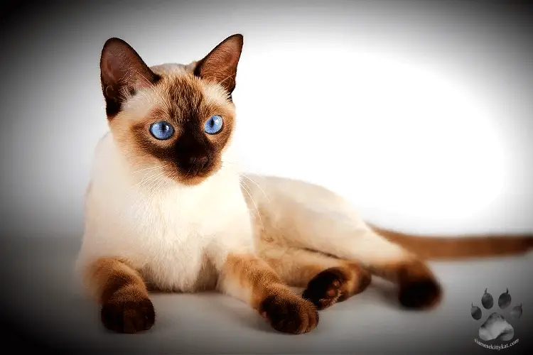 Photo of a Siamese kitten with blue eyes by Katerina Gasset, author of the Siamese cat website and owner of Batman and Robyn- blue point and chocolate point Siamese cat siblings...