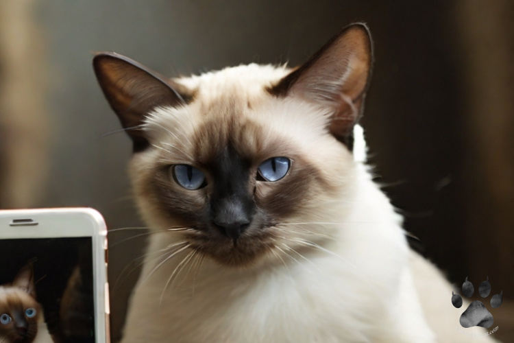 Siamese cat showing a photo of himself on a phone with light blue eyes staring a t the camera...
