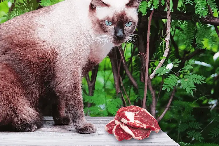Siamese cat with red meat beside him...