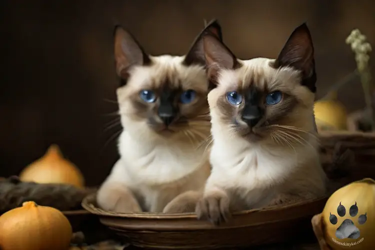 Siamese cats as subjects to a photography session...