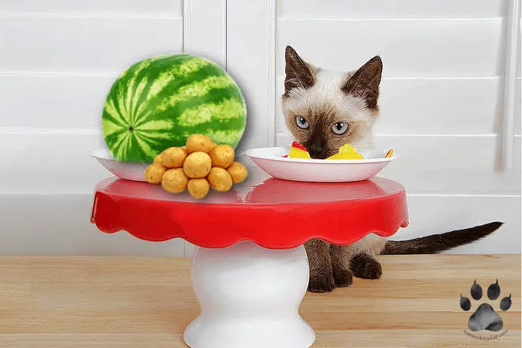 Siamese kitten eating a bowl of fruits with a whole watermelon on the side...
