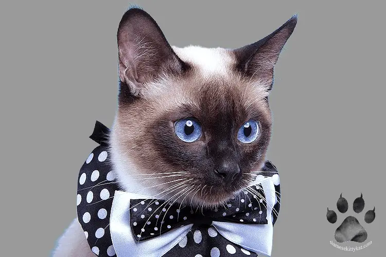 Siamese cat wearing a bow tie with blue eyes staring at something intently...