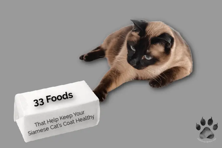 Siamese cat curious about a box with words written 33 foods. This chocolate point Siamese cat shows a healthy coat...