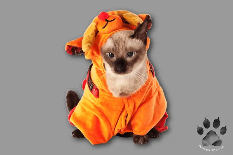Siamese cat wearing cute character clothes...