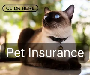 Pet insurance for siamese cats