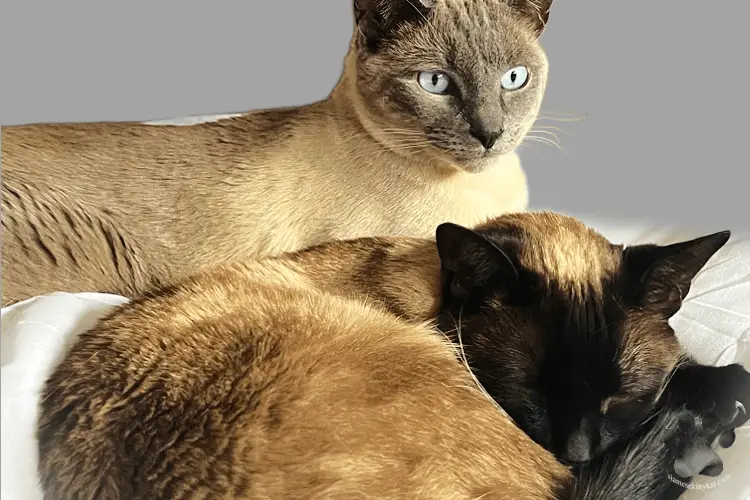 Batman and Robyn, Siamese cat siblings lying down beside each other
