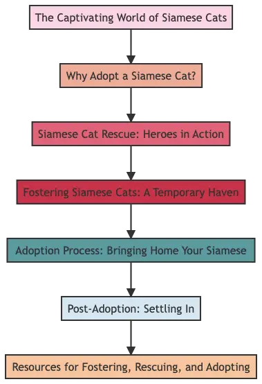 A detailed chart outlining the Siamese cat adoption process