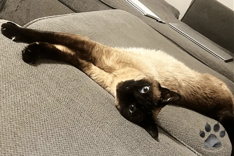 Robyn - Seal Point Siamese Cat