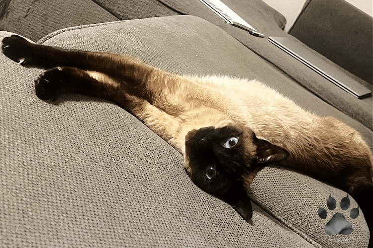 This is Robyn, our female chocolate point Siamese cat, and sibling of Batman.