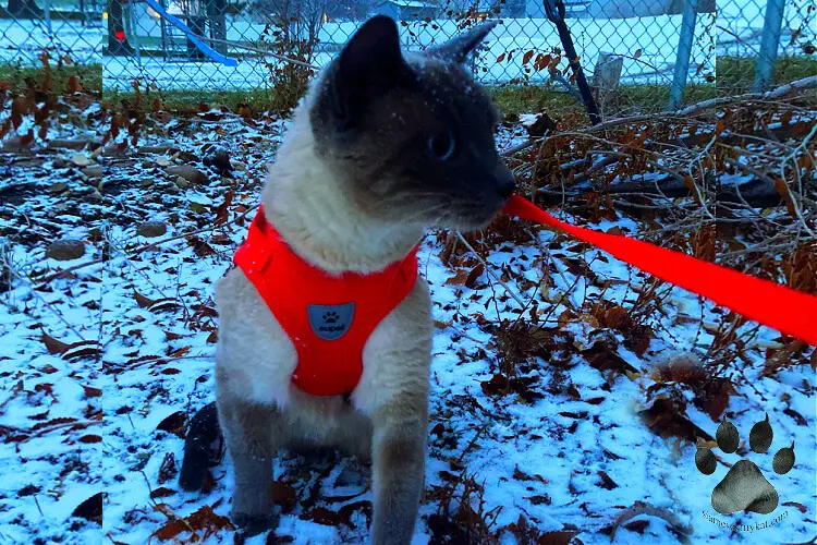 Batman, blue point Siamese cat of Katerina Gasset on a harness walking on snow during the winter season...